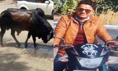 Kundan Singh Bisht of haldwani bull attack news today