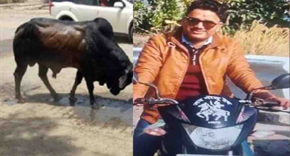 Kundan Singh Bisht of haldwani bull attack news today