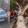 Uttarakhand news: Nainital Weather News Today at haldwani road Pune tree fall traffic distrub