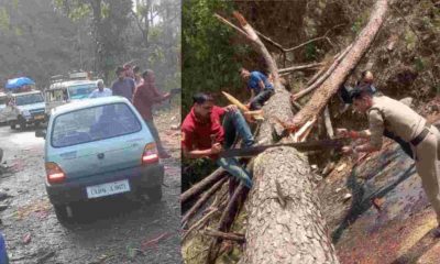 Uttarakhand news: Nainital Weather News Today at haldwani road Pune tree fall traffic distrub