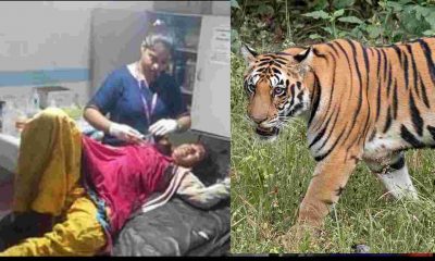 Uttarakhand news: tiger attack in ramnagar Nainital Tara save her sister life