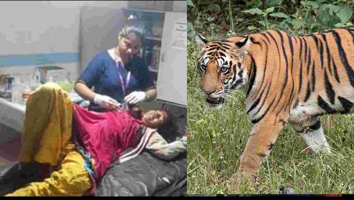 Uttarakhand news: tiger attack in ramnagar Nainital Tara save her sister life