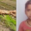 Uttarakhand news:in Bhatwari Dhanari village of uttarkashi aTree falls on the girl she died on the spot...