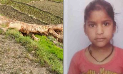 Uttarakhand news:in Bhatwari Dhanari village of uttarkashi aTree falls on the girl she died on the spot...