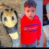 Uttarakhand news:In Ramnagar nainital Brother and sister snake bite both were lost their lives
