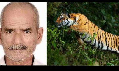 Uttarakhand news:Tiger attack a old man in chakarpur khatima the body found in bush