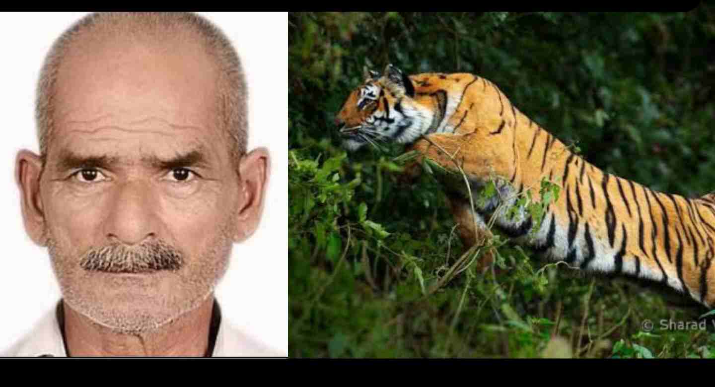 Uttarakhand news:Tiger attack a old man in chakarpur khatima the body found in bush