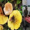 Uttarakhand wild mushroom farming