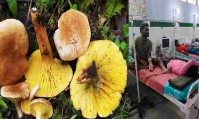 Uttarakhand wild mushroom farming