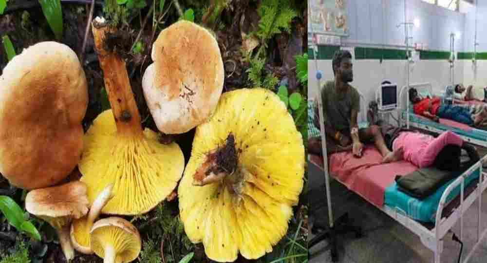 Uttarakhand wild mushroom farming