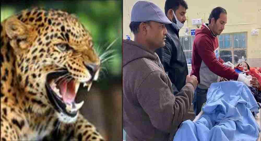 Uttarakhand news: leopard tendua guldar attack in women at dwarahat ranikhet almora.