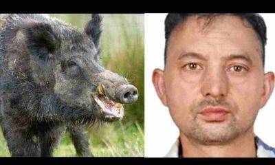 Uttarakhand news:in Pithoragarh jangali suwar attack a teacher|wild pig attack news