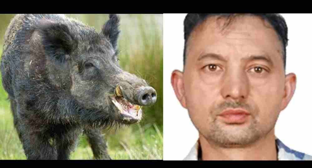 Uttarakhand news:in Pithoragarh jangali suwar attack a teacher|wild pig attack news