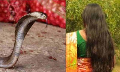 Devprayag snake bite news today