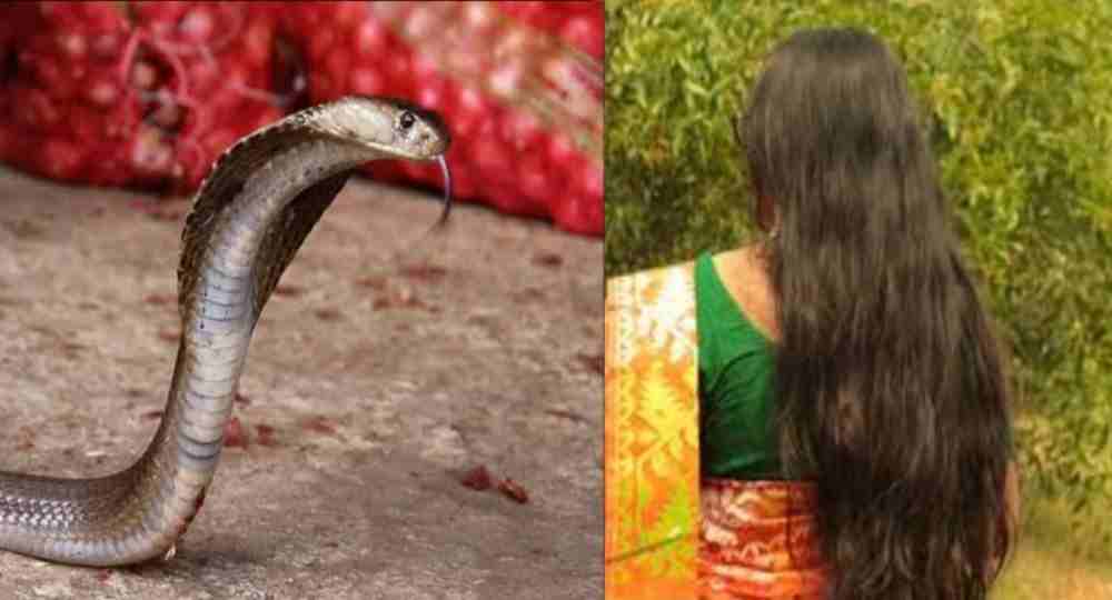 Devprayag snake bite news today