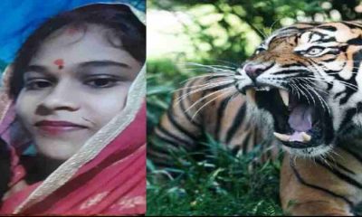 Tina of Ramnagar nainital tiger attack news today