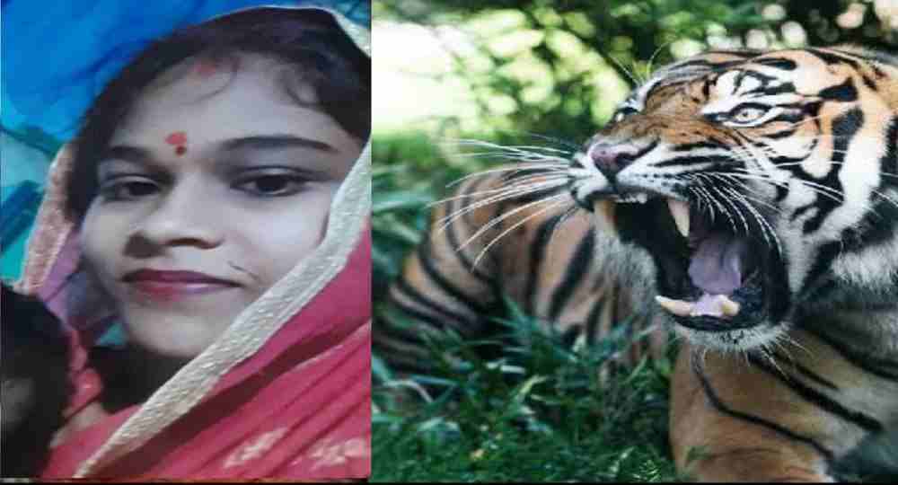 Tina of Ramnagar nainital tiger attack news today