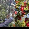 Nainital American apple Farming production