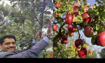 Nainital American apple Farming production