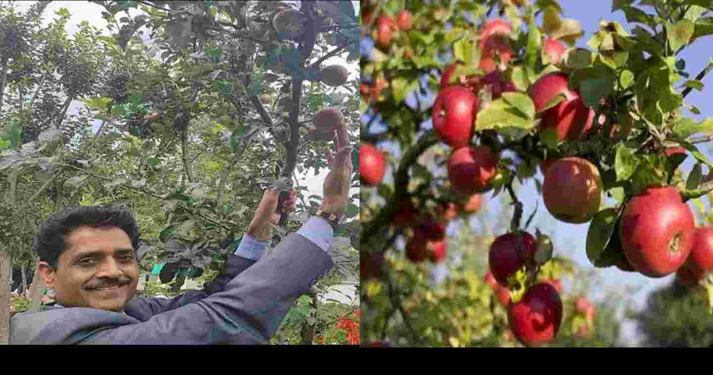 Nainital American apple Farming production