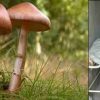 Uttarakhand wild jungli mushroom Uttarkashi news today
