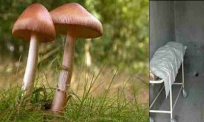 Uttarakhand wild jungli mushroom Uttarkashi news today