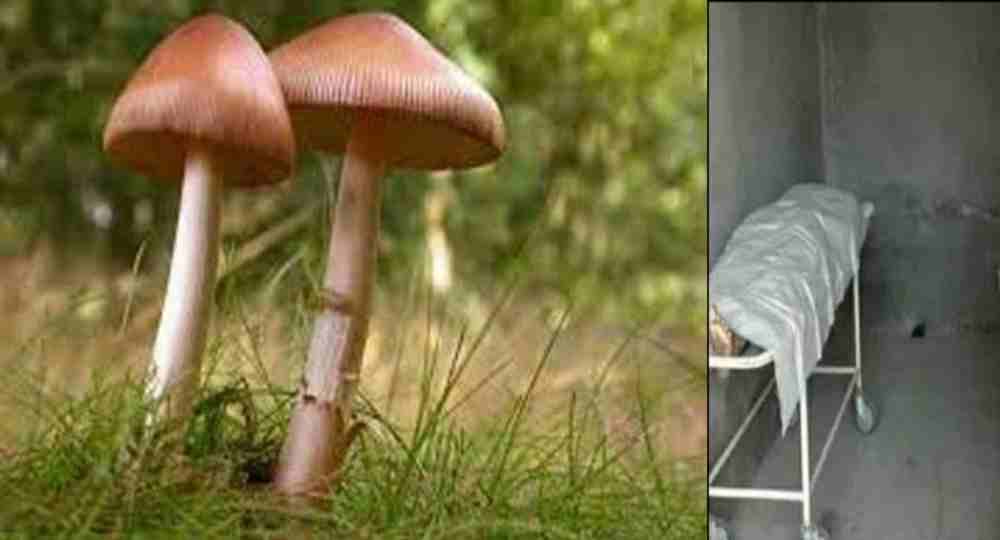 Uttarakhand wild jungli mushroom Uttarkashi news today