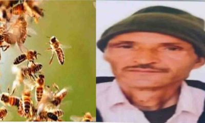 honey bee bite Bheem Singh rawat died in Jeolikote nainital