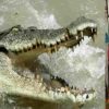 Uttarakhand crocodile attack khatima udham Singh Nagar
