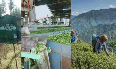 BETALGHAT tea garden chai Bagan nursery fectory nainital