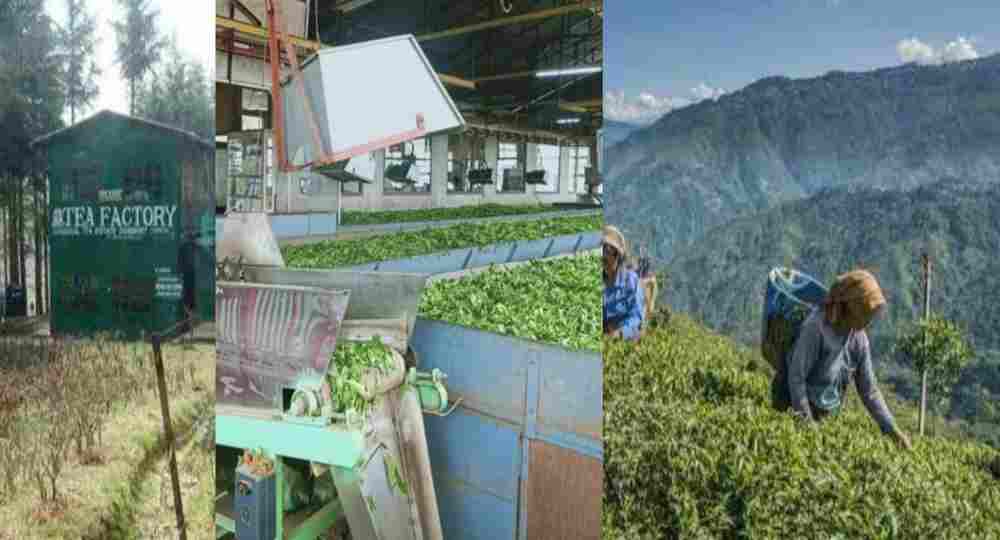 BETALGHAT tea garden chai Bagan nursery fectory nainital