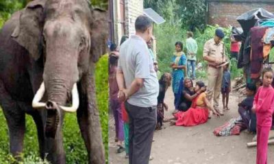 uttarakhand-news-7-year-old-girl-died-due-to-elephant-attack-in-balawala-dehradun