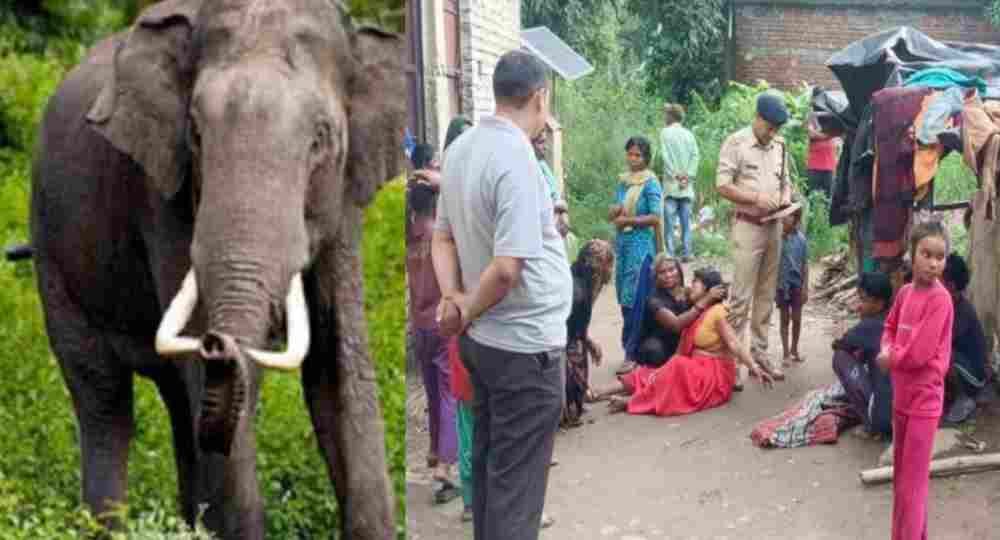 uttarakhand-news-7-year-old-girl-died-due-to-elephant-attack-in-balawala-dehradun