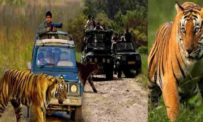 Corbett National Park safari zone