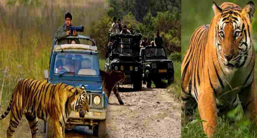 Corbett National Park safari zone