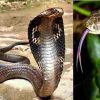Khatima snake bite news today
