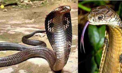 Khatima snake bite news today