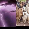 Uttarkashi News Today lightning rain goat