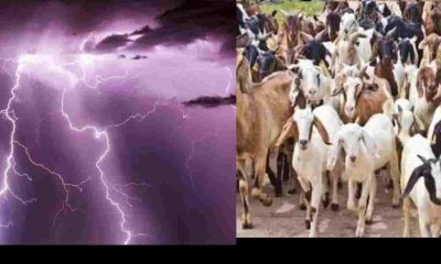 Uttarkashi News Today lightning rain goat