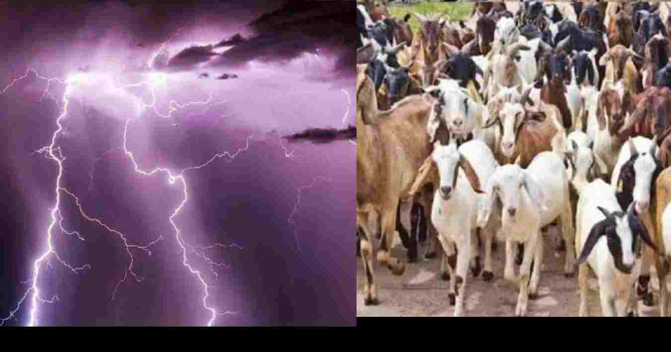 Uttarkashi News Today lightning rain goat