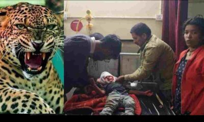 Champawat guldar attack Leopard