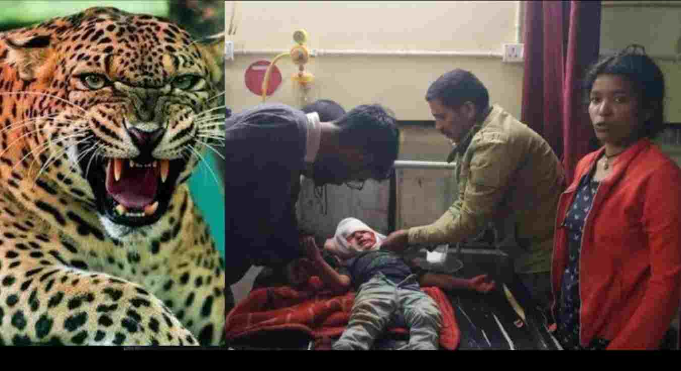 Champawat guldar attack Leopard