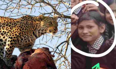 Tehri Garhwal Guldar Attack leopard