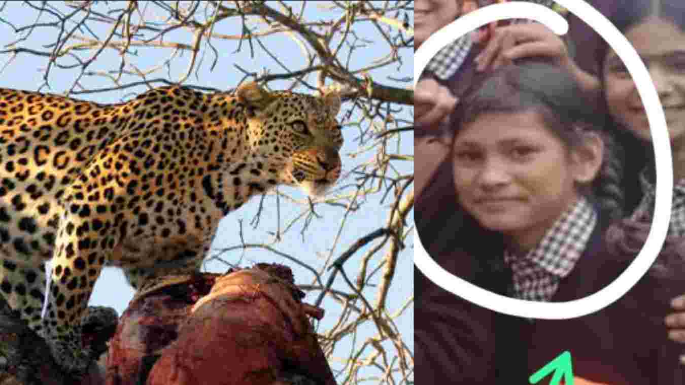 Tehri Garhwal Guldar Attack leopard