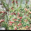 Jagmohan Rana Uttarkashi apple farming