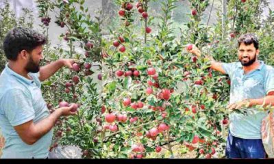 Jagmohan Rana Uttarkashi apple farming