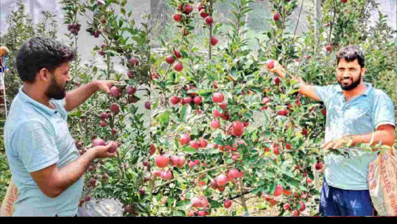 Jagmohan Rana Uttarkashi apple farming