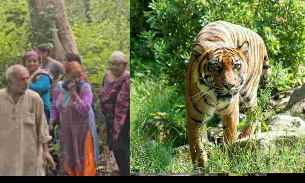 Ramnagar tiger attack in dhikuli village Jim Corbett tiger reserve area