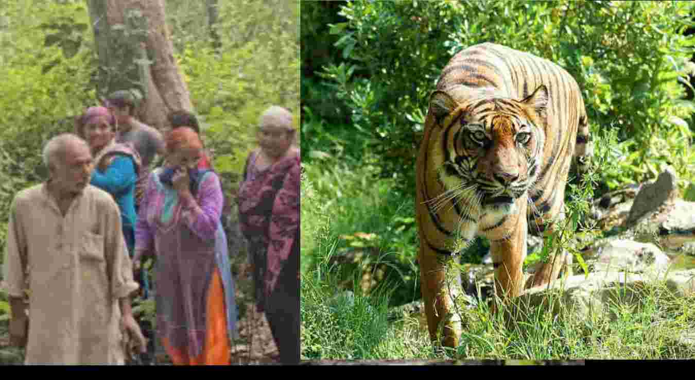 Ramnagar tiger attack in dhikuli village Jim Corbett tiger reserve area