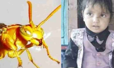 Tataiya attack Uttarkashi News